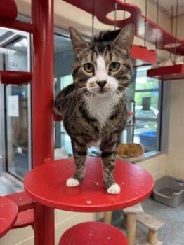 Doodle (Pounce Cafe) -  Domestic Short Hair Cat for Adoption in Charleston, South Carolina - Doodle (Pounce Cafe) | PetCurious