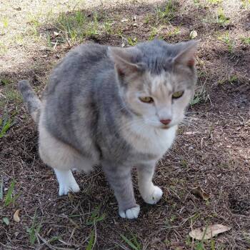Domestic Short Hair Cats Available for Adoption in Jupiter, Florida - Kona | PetCurious