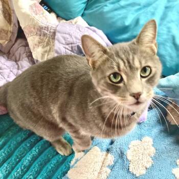 Rescue Domestic Short Hair Cats for Adoption in Durham, North Carolina - Splash | PetCurious