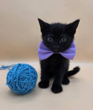 Standford -  Domestic Short Hair and Bombay Cat Available for Adoption in Mobile, Alabama - Standford | PetCurious
