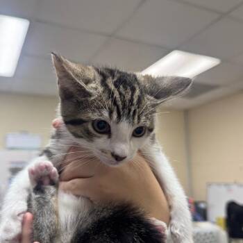 Domestic Short Hair Cats Available for Adoption in Middleburg, Florida - Fruit Punch 28510 | PetCurious