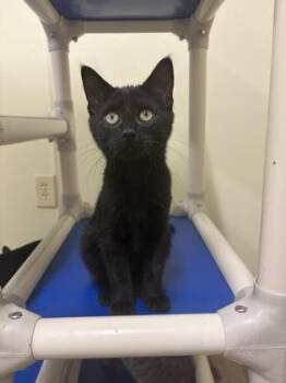 Max -  American Shorthair Cat for Adoption in Cashiers, North Carolina - Max | PetCurious
