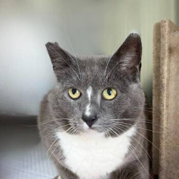 Tomatillo -  Domestic Short Hair Cat for Adoption in State College, Pennsylvania - Tomatillo | PetCurious