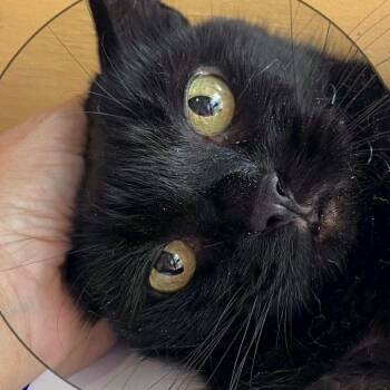 Rescue Domestic Short Hair Cats for Adoption in Tulsa, Oklahoma - Tina | PetCurious