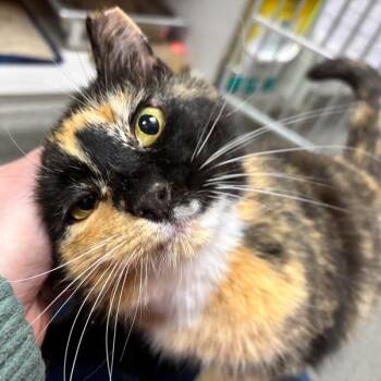 Domestic Short Hair Cats Available for Adoption in Des Moines, Iowa - Angel | PetCurious