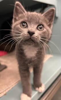 JANIE -  Domestic Short Hair Cat Available for Adoption in Santa Cruz, California - JANIE | PetCurious