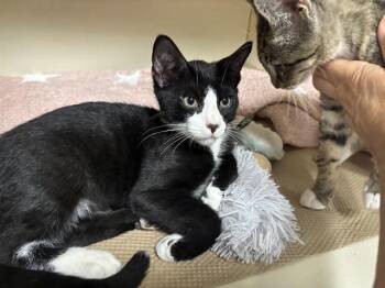 RANCH -  Domestic Short Hair Cat for Adoption in Dedham, Massachusetts - RANCH | PetCurious