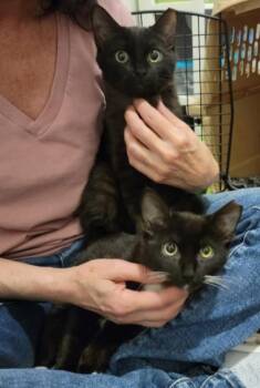 Domestic Short Hair Cats Available for Adoption in Phoenix, Arizona - Bum Bum | PetCurious