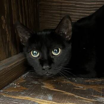 Rescue Domestic Short Hair Cats for Adoption in Yankton, South Dakota - Vada | PetCurious