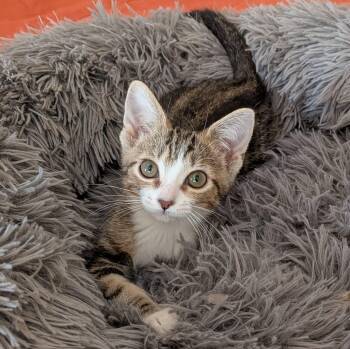 Etta -  Domestic Short Hair Cat for Adoption in San Tan Valley, Arizona - Etta | PetCurious