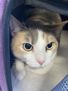 Peach -  Domestic Short Hair Cat for Adoption in Fort Walton Beach, Florida - Peach | PetCurious