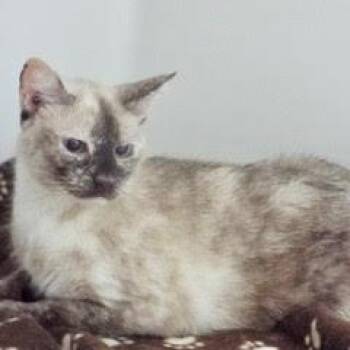 Rescue Siamese Cats for Adoption in Green Valley, Arizona - Panda Bear--Adoptable With Bonded Companion, Butterscotch | PetCurious