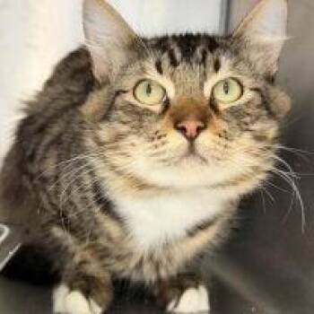 Watson -  Domestic Short Hair Cat for Adoption in St. Helena, California - Watson | PetCurious