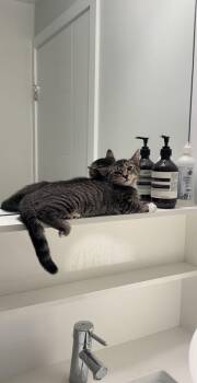 Maple -  Domestic Short Hair Cat for Adoption in Burnaby, British Columbia - Maple | PetCurious