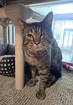 Domestic Short Hair Cats Available for Adoption in Wellington, Kansas - Odin | PetCurious