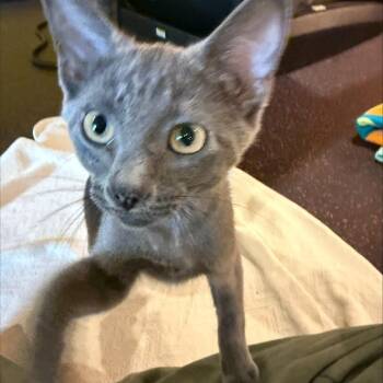 Lyra -  Domestic Short Hair Cat for Adoption in Edwardsville, Illinois - Lyra | PetCurious