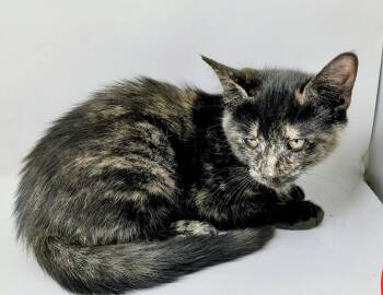 Riley -  Domestic Short Hair Cat for Adoption in Fishkill, New York - Riley | PetCurious