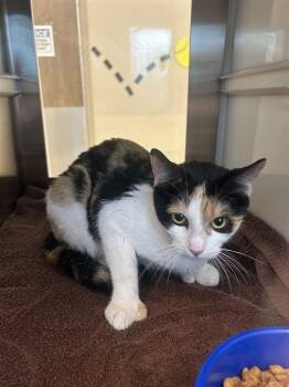 CARRIE -  Domestic Short Hair Cat for Adoption in Pearland, Texas - CARRIE | PetCurious
