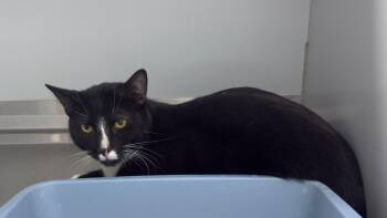 61575004 -  Domestic Short Hair Cat for Adoption in Elko, Nevada - 61575004 | PetCurious