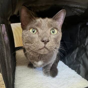 Archie -  Domestic Short Hair Cat for Adoption in Corinth, Mississippi - Archie | PetCurious