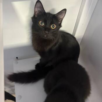 Lilypad -  Domestic Medium Hair Cat for Adoption in Sarasota, Florida - Lilypad | PetCurious