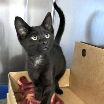 Cosmo -  Domestic Short Hair Cat for Adoption - Cosmo | PetCurious