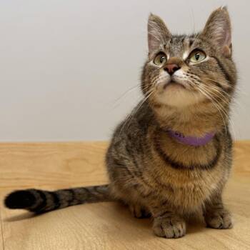Helen C71540 -  Domestic Short Hair Cat for Adoption in Minnetonka, Minnesota - Helen C71540 | PetCurious