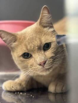 Rescue Domestic Short Hair Cats for Adoption in Sonora, California - Luigi | PetCurious