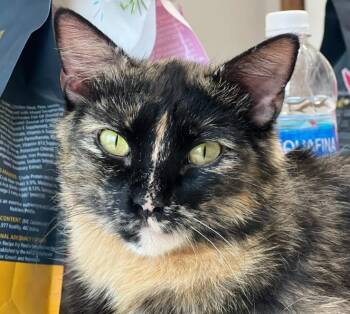 Blair -  Domestic Short Hair Cat Available for Adoption - Blair | PetCurious