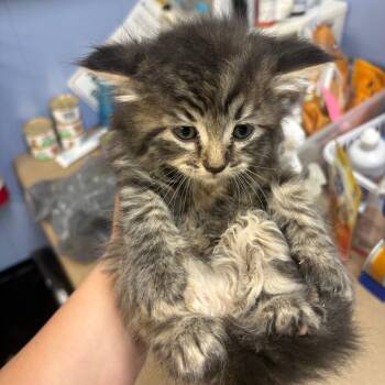 Cholula -  American Shorthair Cat for Adoption in Tipton, Iowa - Cholula | PetCurious