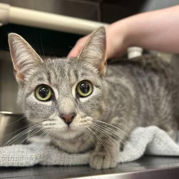 Domestic Short Hair Cats Available for Adoption in Indianapolis, Indiana - Lety | PetCurious