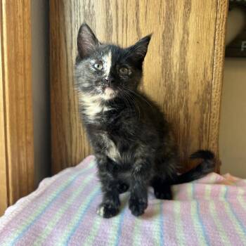 Limonada--In Foster -  Domestic Short Hair Cat Available for Adoption in Fargo, North Dakota - Limonada--In Foster | PetCurious