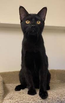 Elwood -  Domestic Short Hair Cat for Adoption in Los Angeles, California - Elwood | PetCurious