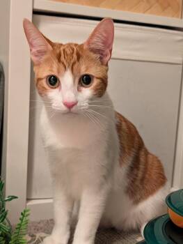 Rescue Domestic Short Hair Cats for Adoption in Renton, Washington - Maggie May (Bonded To Jazz) | PetCurious