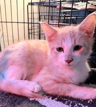 Rescue Domestic Medium Hair Cats for Adoption in Reno, Nevada - Jack | PetCurious