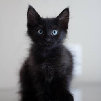 Fia -  Domestic Medium Hair Cat for Adoption in Cumming, Georgia - Fia | PetCurious