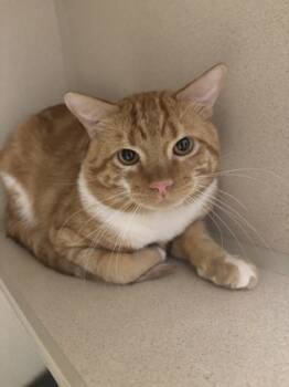 Rescue Domestic Short Hair Cats for Adoption in East Brookfield, Massachusetts - Milton | PetCurious