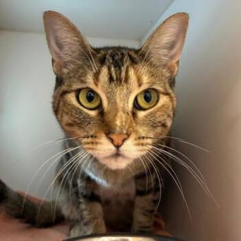 Miranda -  Domestic Short Hair Cat for Adoption in Wheaton, Illinois - Miranda | PetCurious