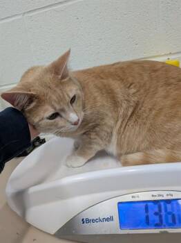 Domestic Short Hair Cats Available for Adoption in St. Peters, Missouri - VIPER | PetCurious