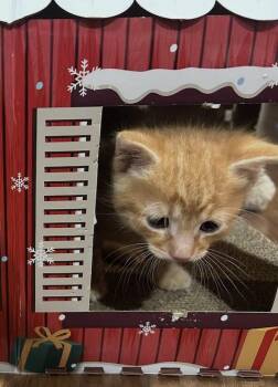 Domestic Short Hair Cats Available for Adoption - Kristoff | PetCurious