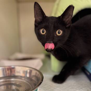 Rescue Domestic Short Hair Cats for Adoption in Pasadena, Maryland - Felix | PetCurious