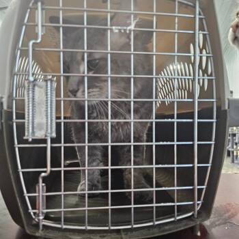 Xavier -  Domestic Medium Hair Cat for Adoption in Corydon, Indiana - Xavier | PetCurious