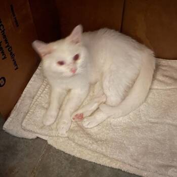 Rescue Domestic Short Hair Cats for Adoption in Troy, Illinois - Tiny | PetCurious