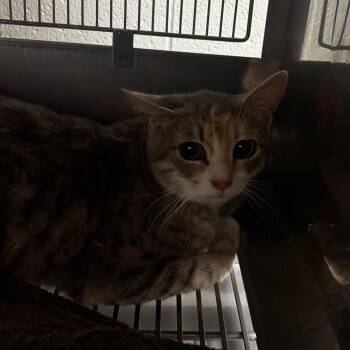 Domestic Short Hair Cats Available for Adoption in Bristol, Indiana - Andromeda | PetCurious