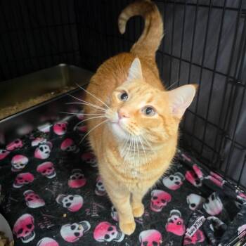 Domestic Short Hair Cats Available for Adoption in Bismarck, North Dakota - Creamsicle | PetCurious