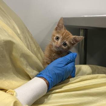 Juju -  Domestic Short Hair Cat for Adoption in Los Angeles, California - Juju | PetCurious