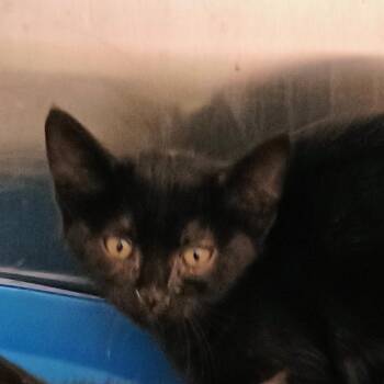 Billie Jean -  Domestic Short Hair Cat for Adoption in Palestine, Texas - Billie Jean | PetCurious