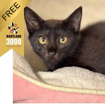 Acadia -  Domestic Short Hair Cat for Adoption in Ridgely, Maryland - Acadia | PetCurious