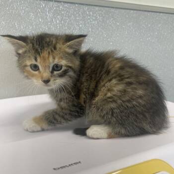 Domestic Short Hair Cats Available for Adoption in Tampa, Florida - Kiwi | PetCurious