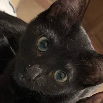 Domestic Short Hair Cats Available for Adoption in Cumming, Georgia - Roseanne | PetCurious